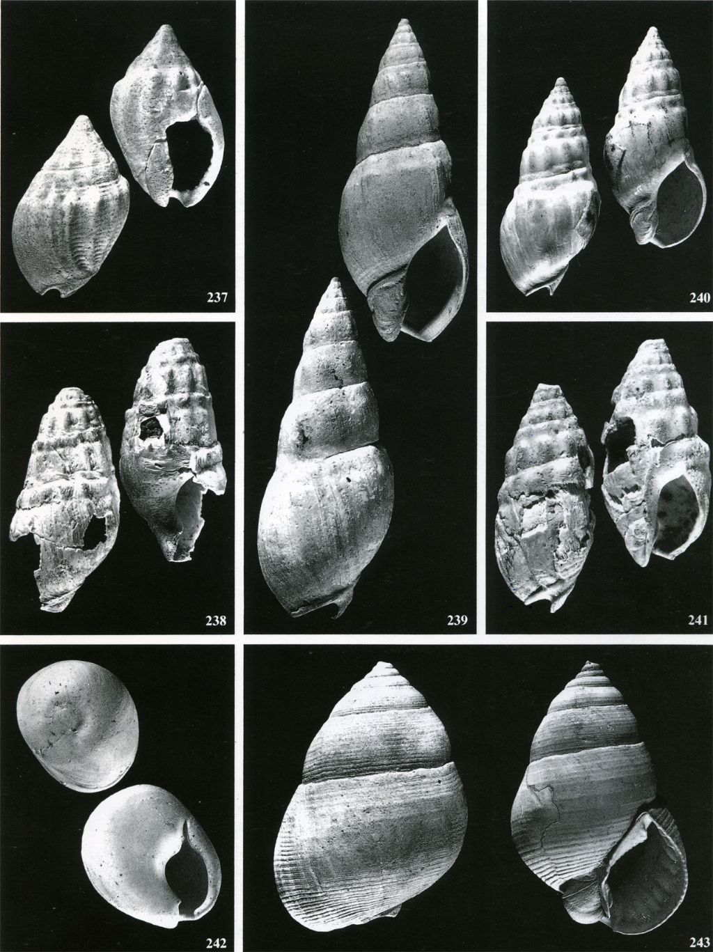 Piccolo gasteropode